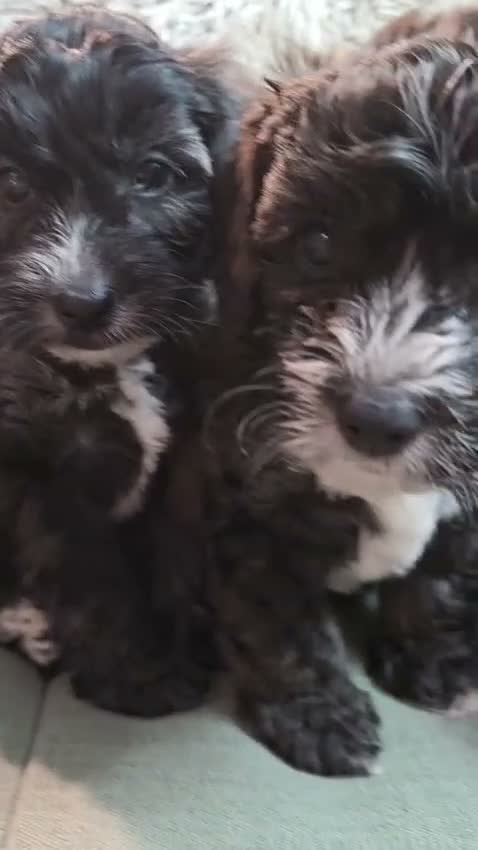 Yorkiepoo dogs for sale: 2 Yorkiepoo puppies, one male and one female  - Video 1