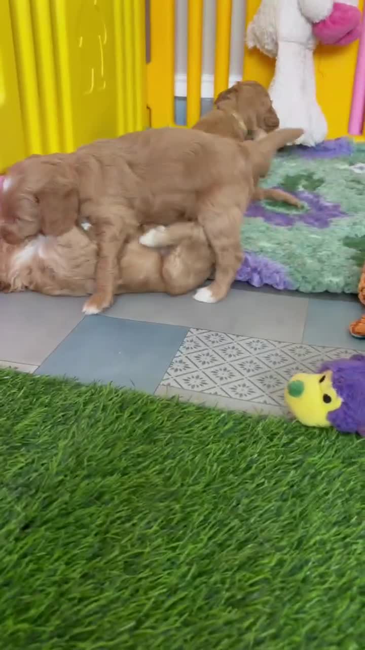 Australian Labradoodle dogs for sale: Fantastic breeding! Canadian & Australian lines - Video 2