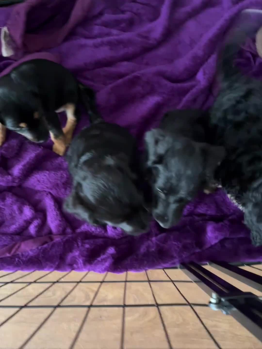 Mixed Breed dogs for sale: 5 mixed breed puppies  - Video 1