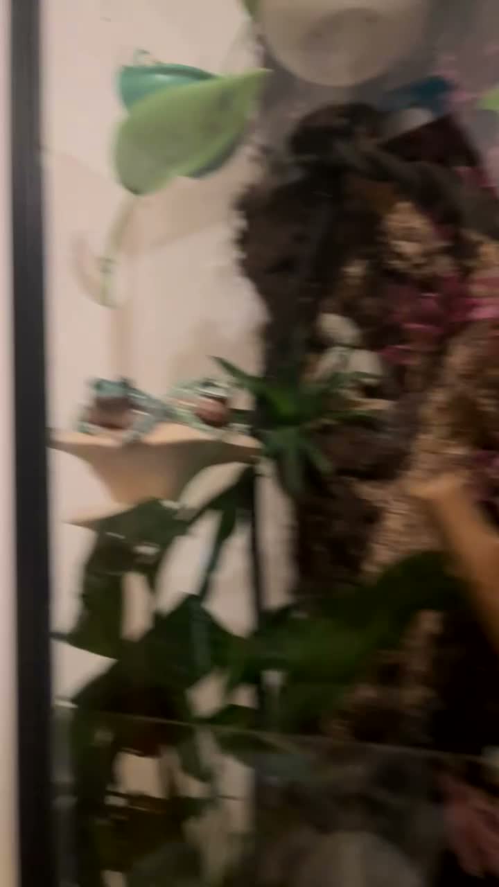 Frog reptiles for sale: Whites Tree frogs high snowflake dumpy frog x3 - Video 1