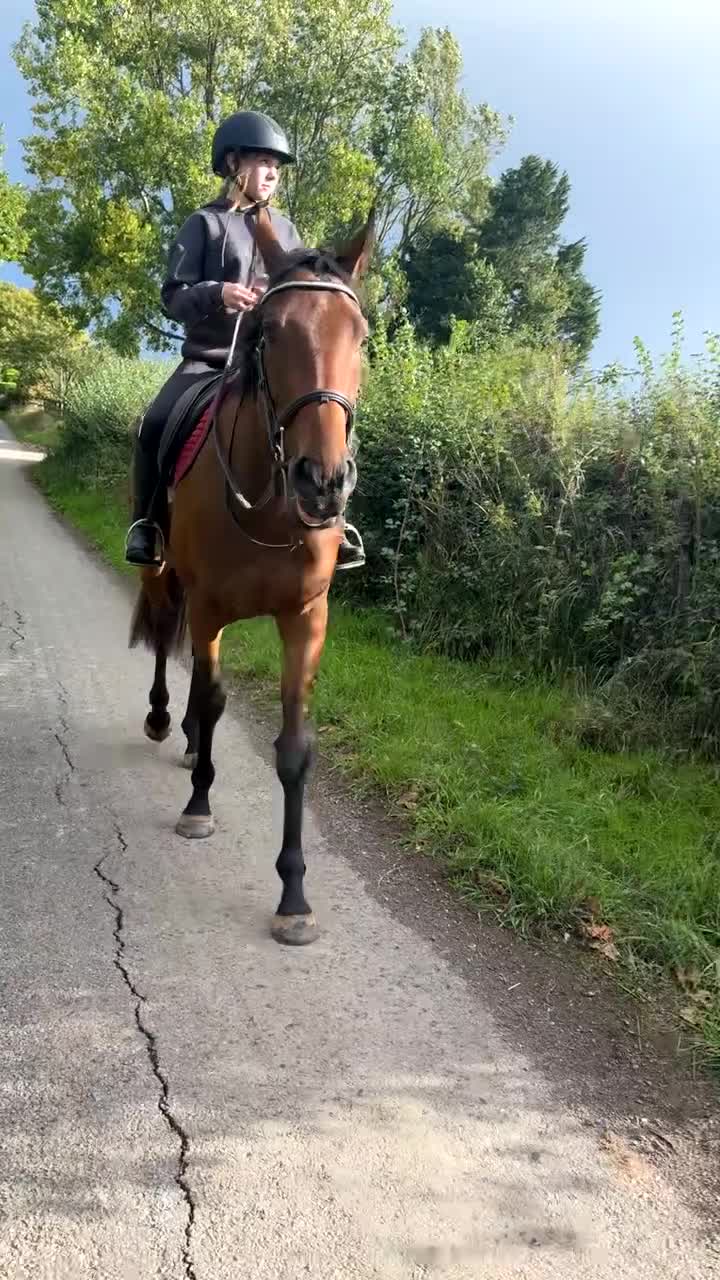 English Thoroughbred horses for sale: ROR eligible hunt/ event/ all rounder prospect - Video 3