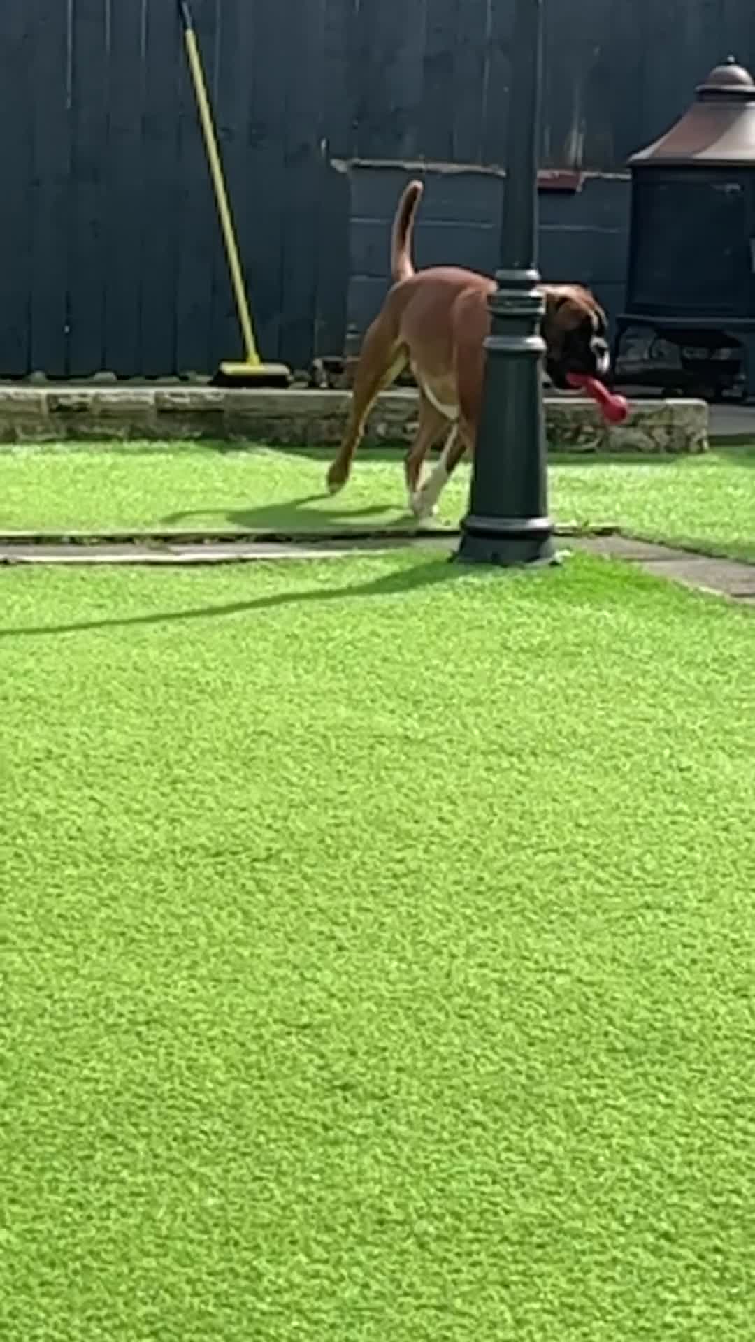 Boxer dogs for stud: Fully Health tested euro / kc reg Boxsanuk Gelso  in Newcastle upon Tyne - Video 3
