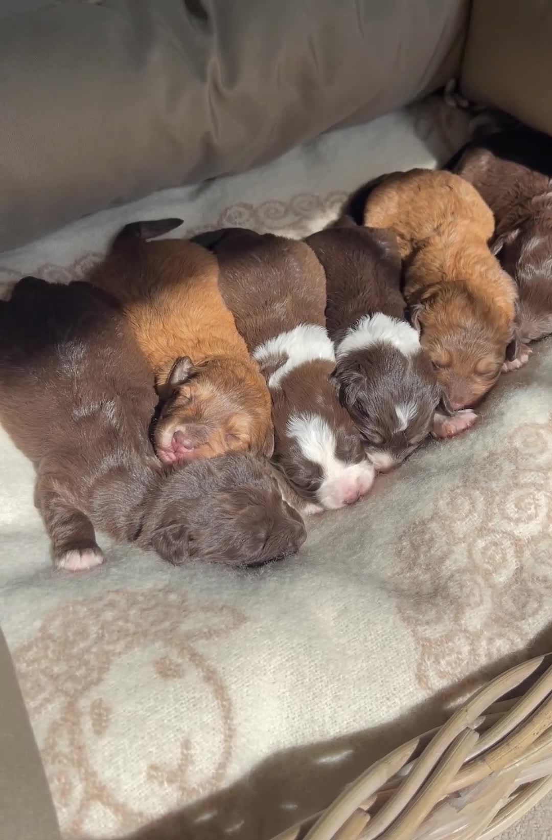 Bordoodle dogs for sale: LAST 1! OUTSTANDING SABLE BORDOODLE🧸 - Video 5