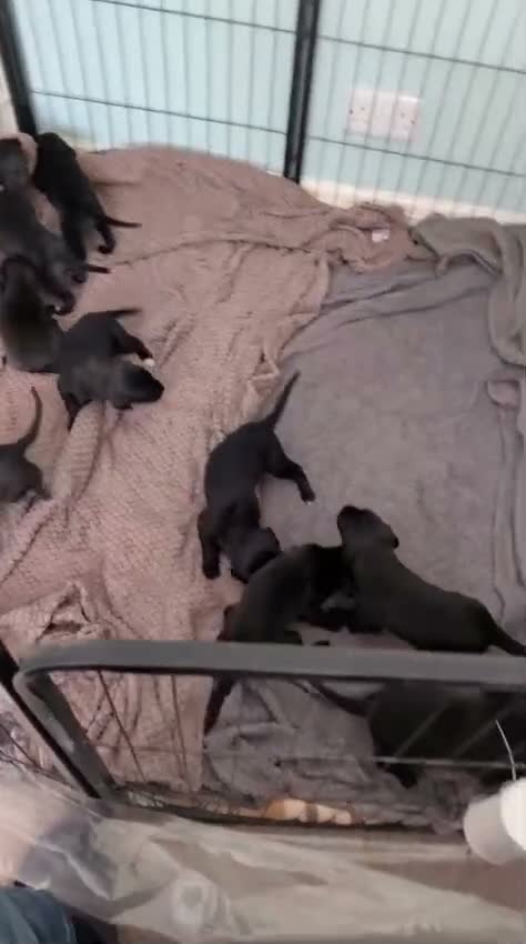 Mixed Breed dogs for sale: Beautiful puppies ready for forever homes in Preston - Video 1