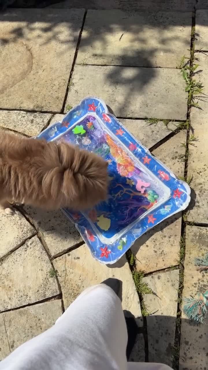 Pomeranian dogs for sale: ⭐️NOT MERLE⭐️ chocolate based sable pomeranian  in Bury - Video 1
