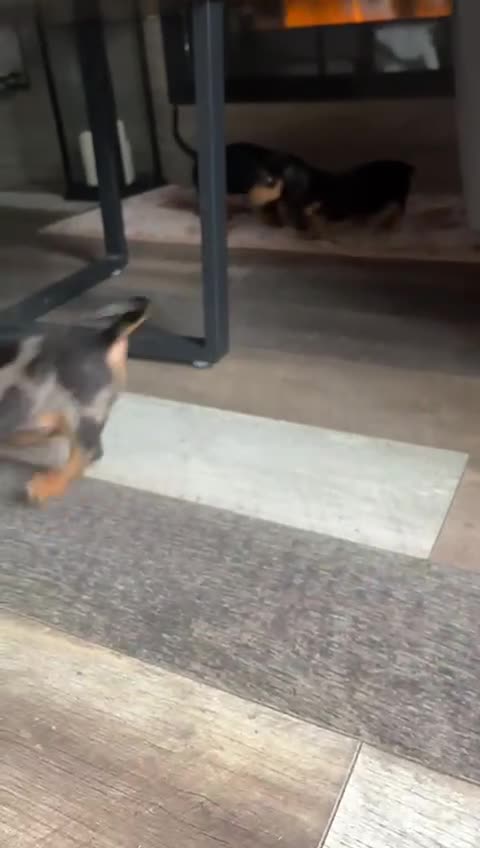 Dachshund dogs for sale: Miniature smooth haired pra clear - Video 2