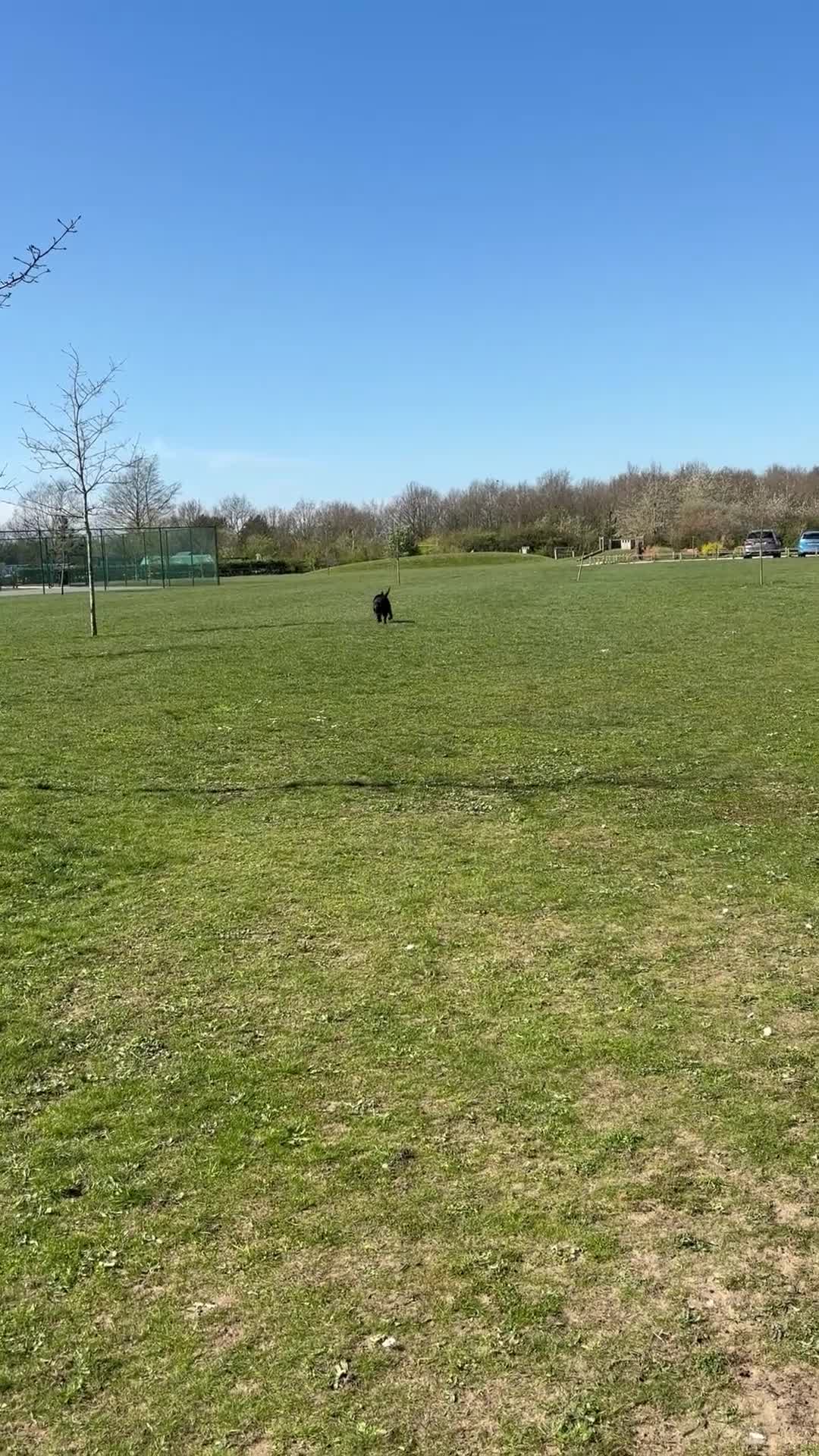 Cockerdor dogs for stud: Cocker spaniel x Labrador stud in Attleborough - Video 1