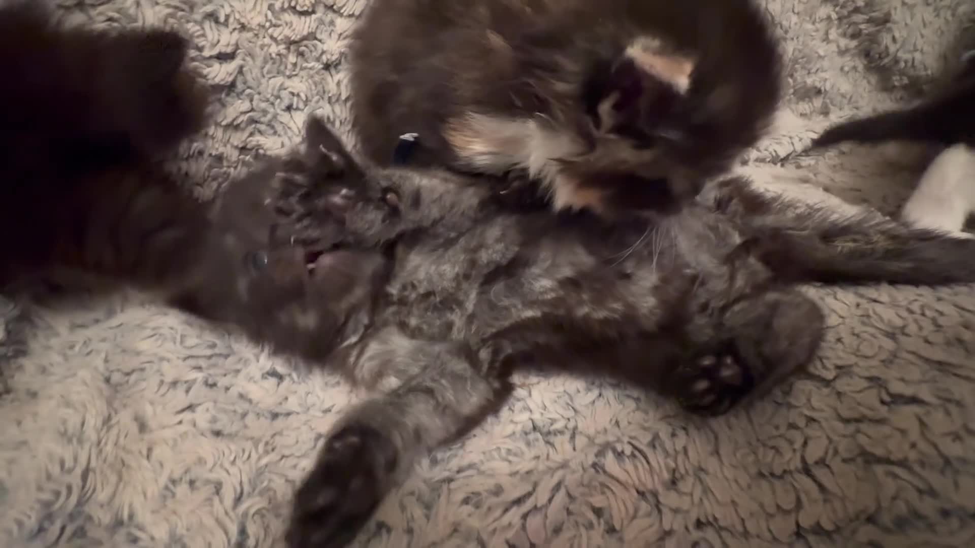 Persian cats for sale: 🤎Persian,Maincoon🤎 - Video 3