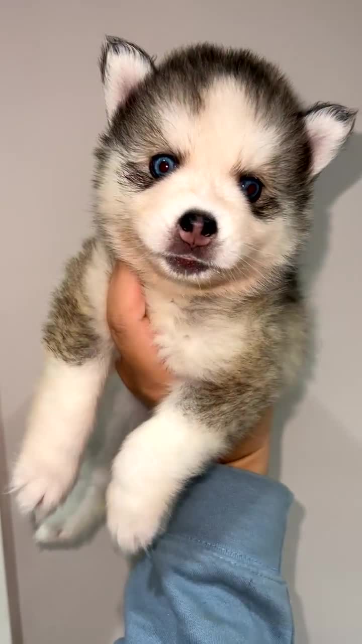 Pomsky dogs for sale: Pomsky puppies - Video 2