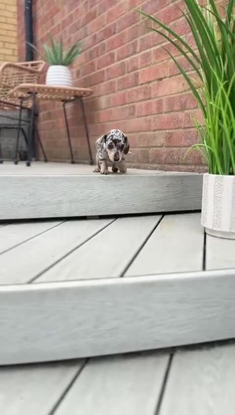Miniature Dachshund dogs for sale: KC Registered Gorgeous Silver & Tan Dapple Girl  - Video 2