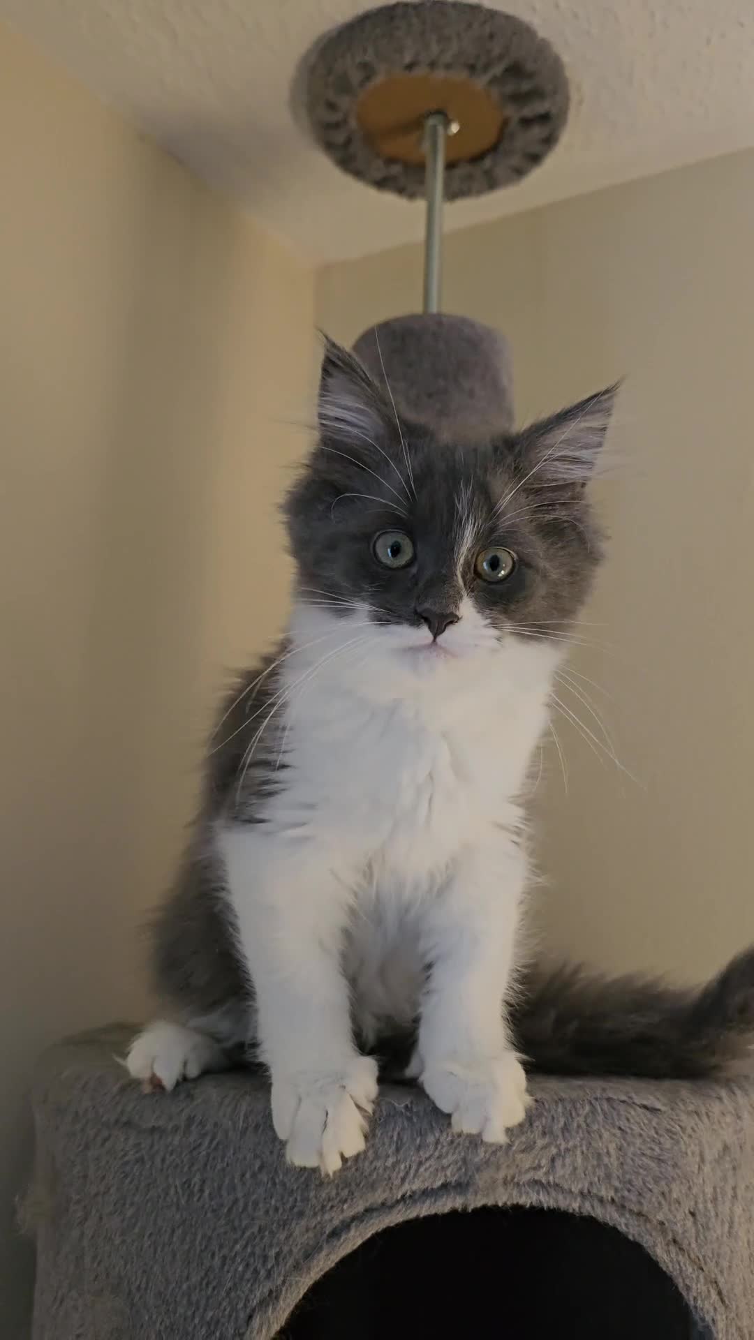 Maine Coon cats for sale: Maine Coon  - Video 1