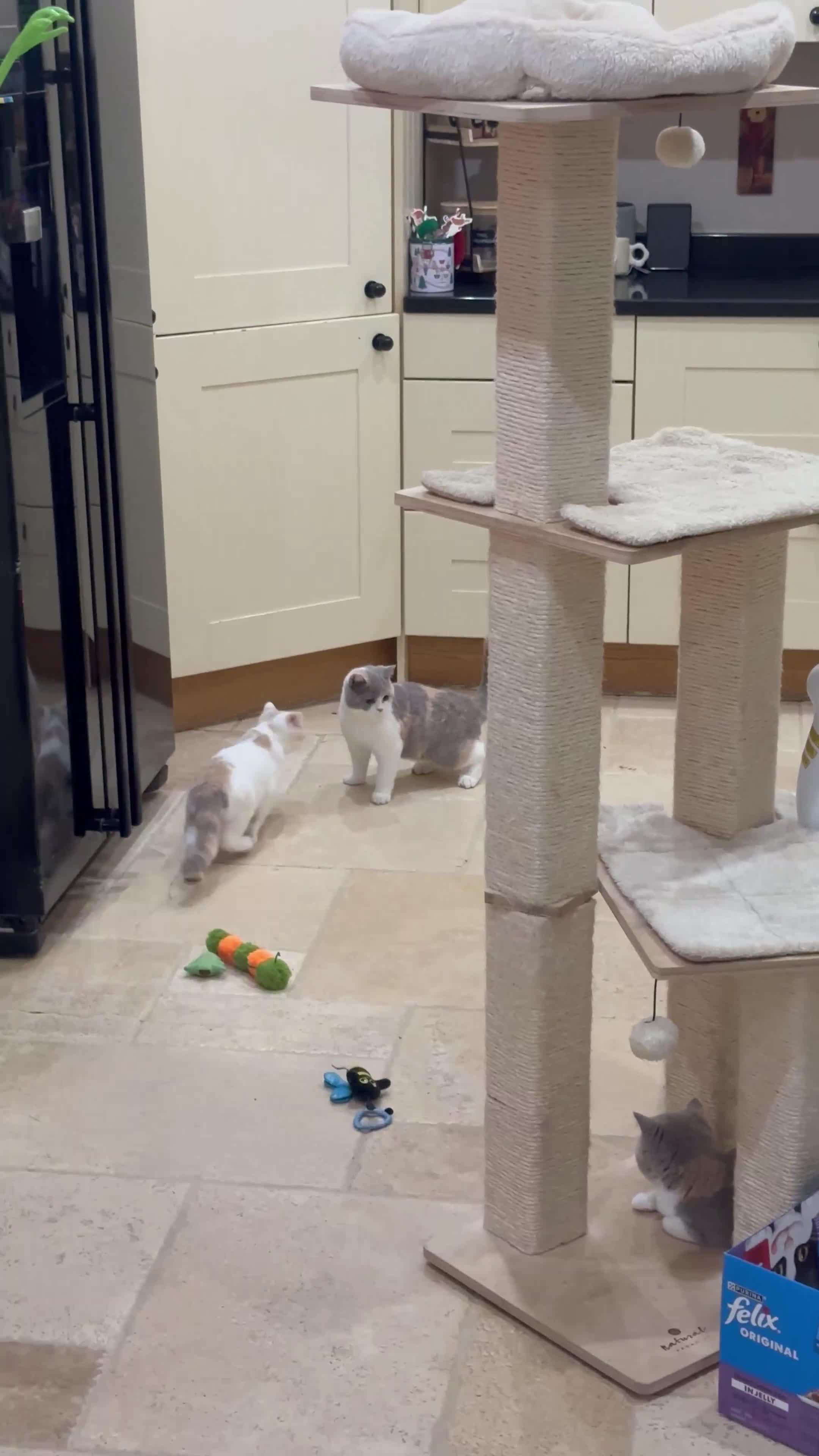 British Shorthair cats for sale: READY NOW - Lilac, BiColours & Colourpoint  - Video 4