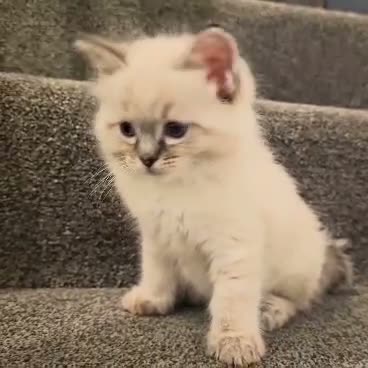 Ragdoll cats for sale: Stunning ragdoll kittens - Video 3