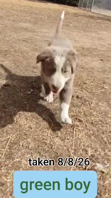 Border Collie dogs for sale: KC registered Border collie pups for sale - Video 1