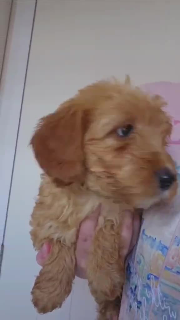 Goldendoodle dogs for sale: 7 outstanding miniature f1b goldendoodle  - Video 1