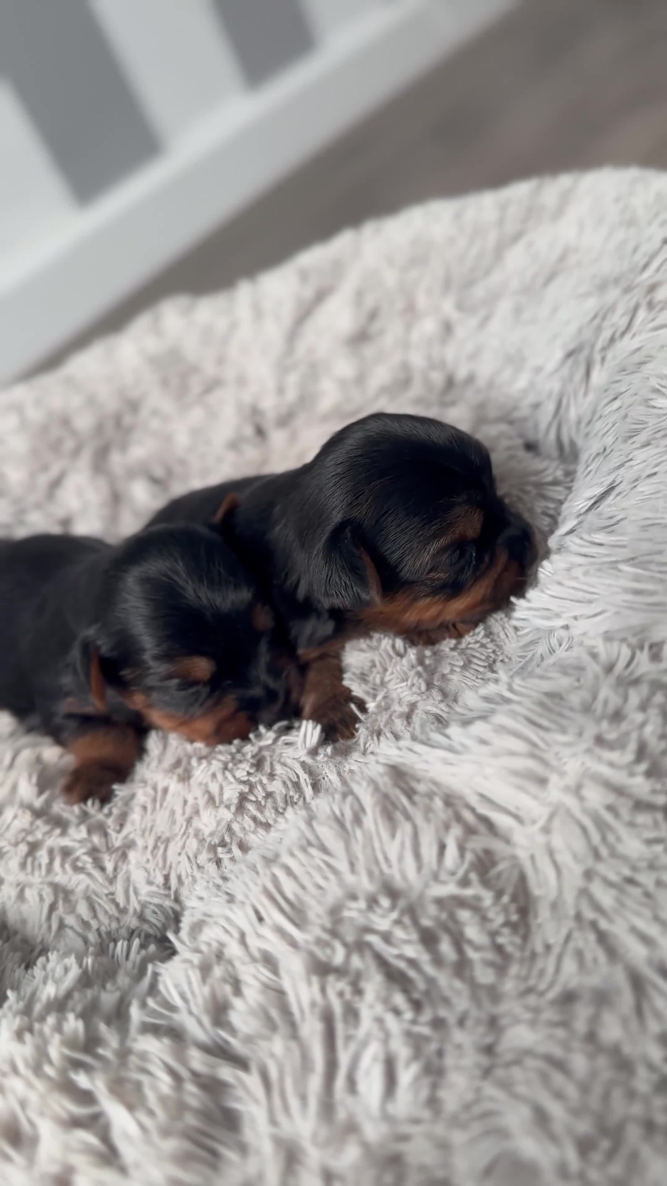 Yorkshire Terrier dogs for sale: ❤️ Gorgeous Purebred Miniature Yorkshire Terriers  - Video 2