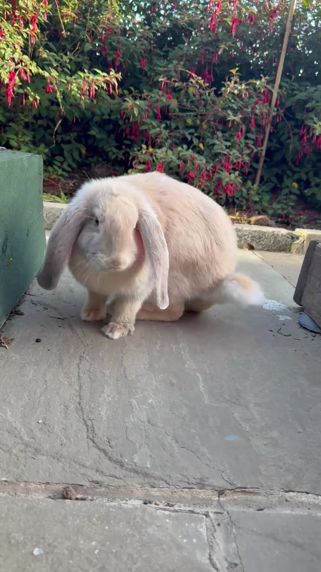 French Lop rabbits for sale: Giant French Lop 🐇🐰1 female 1 Male - Video 1