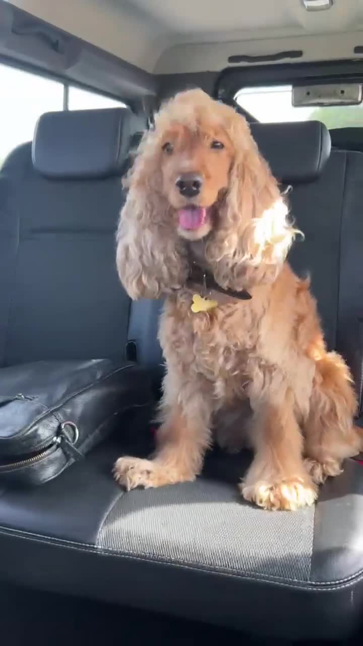 Cocker Spaniel dogs for sale: Golden Cocker Spaniel - Video 1