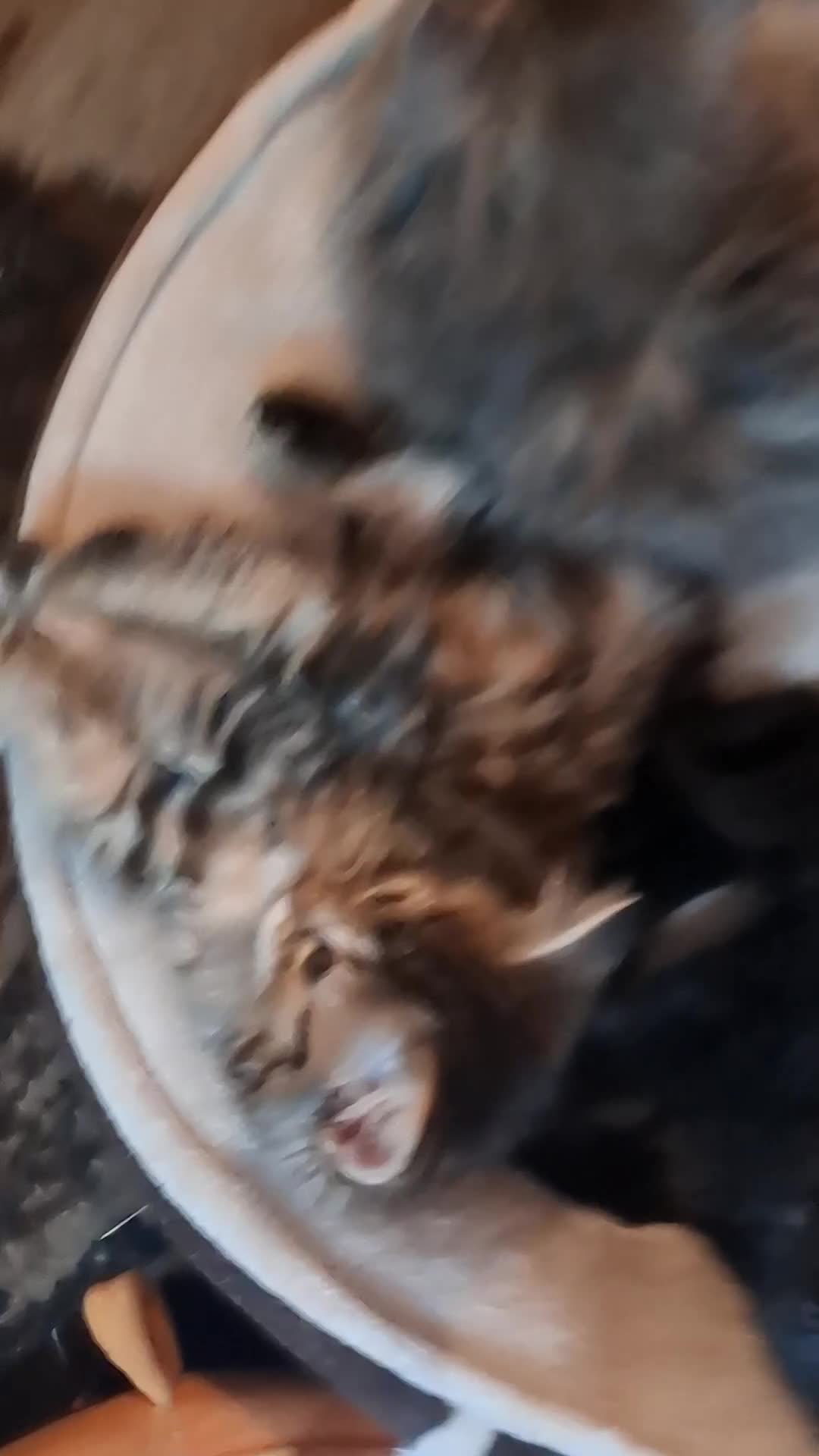 Mixed Breed cats for sale: Beautiful Kittens 😻 - Video 1