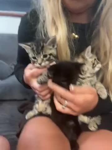 Bengal cats for sale: Bengal kittens  - Video 1