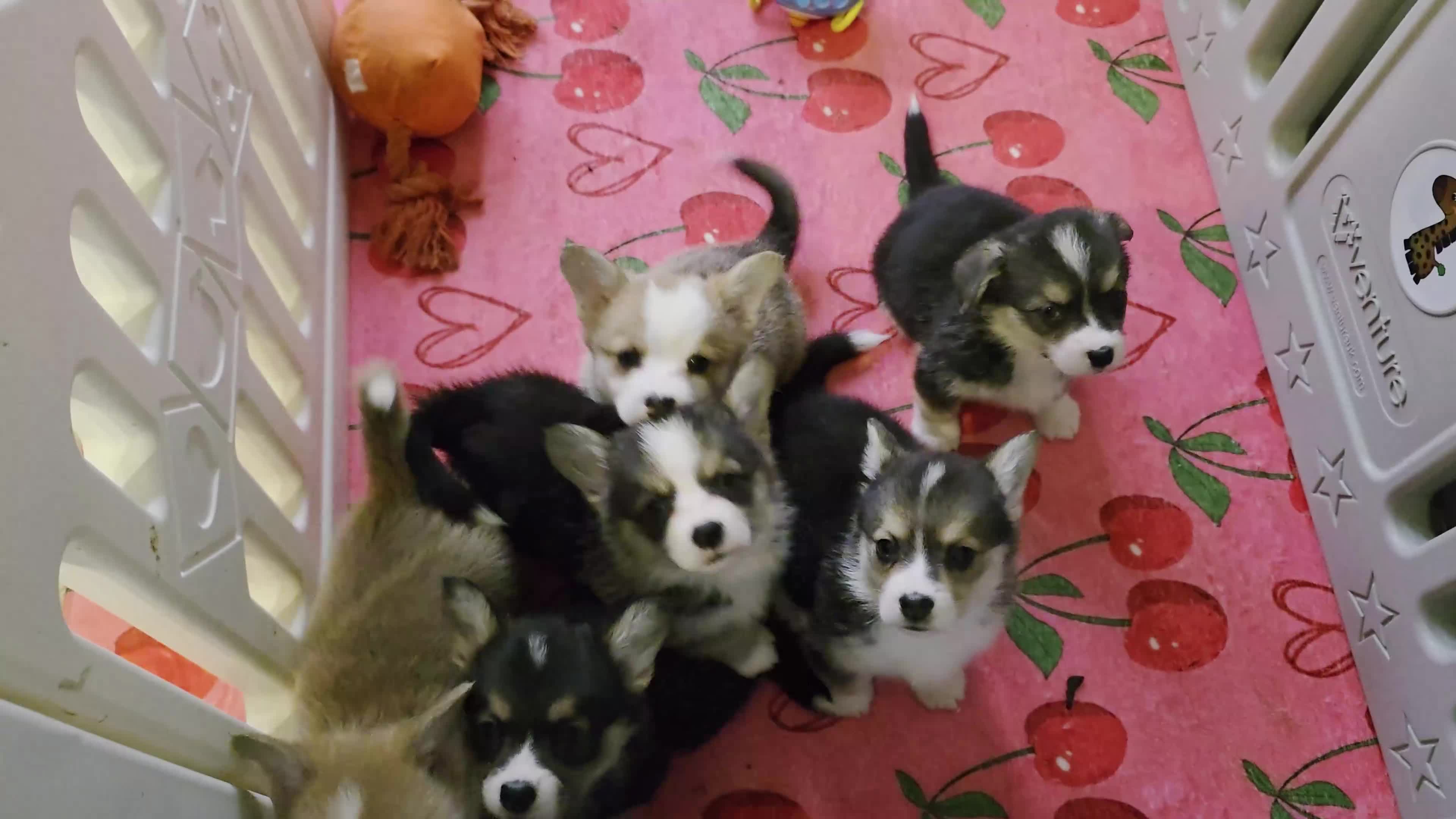Welsh Corgi Pembroke dogs for sale: Stunning purebred Pembrokeshire corgi pups - Video 1