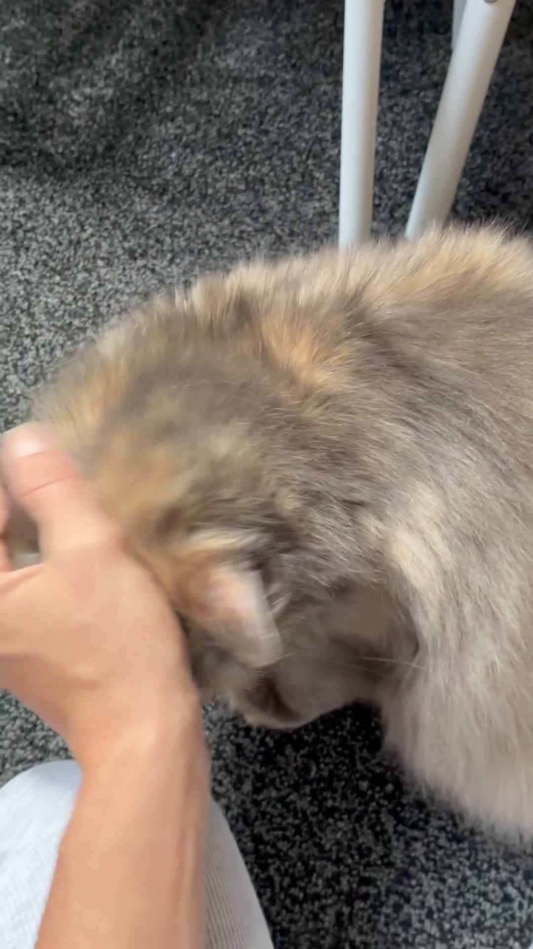 Mixed Breed cats for sale: Gorgeous 11 year-old female cat (Patchy)  - Video 1
