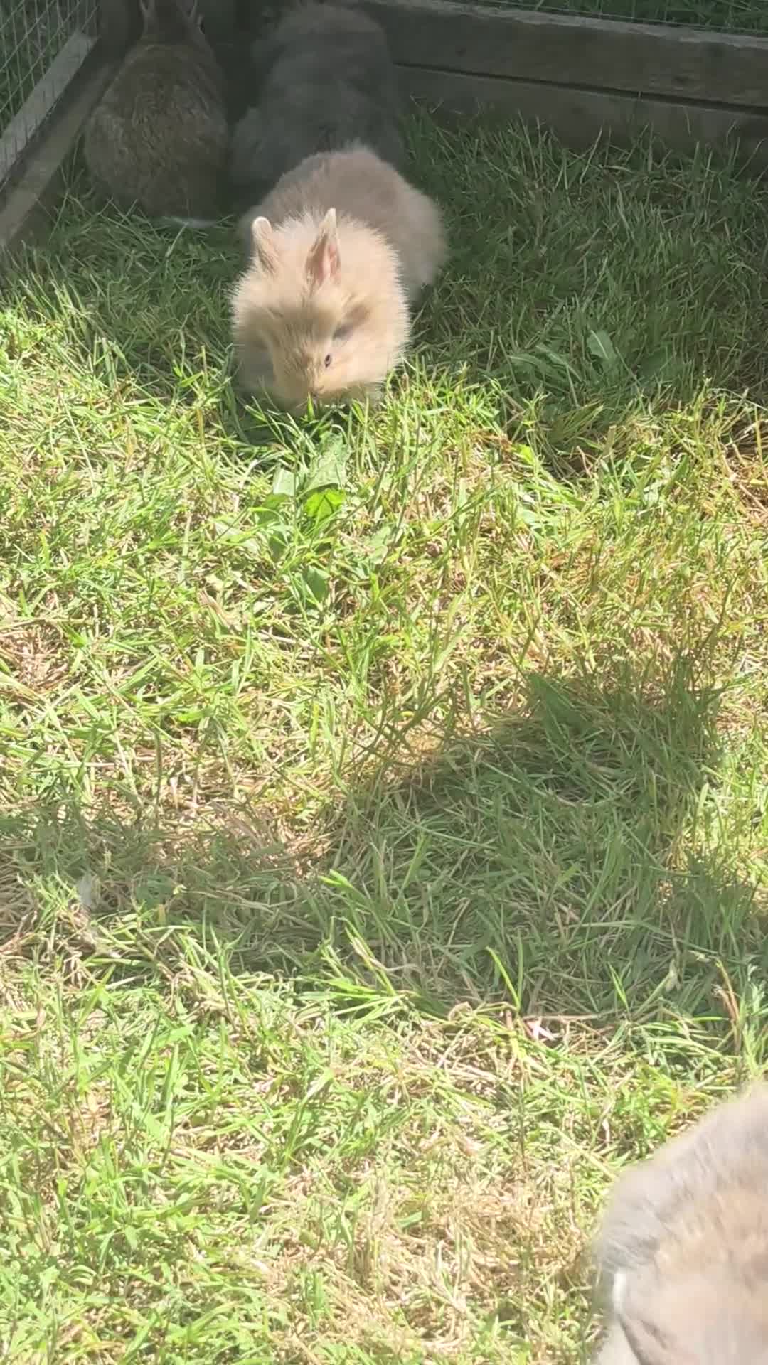 Mixed Breed rabbits for sale: Fluffy lionhead cross rabbits in Telford - Video 1