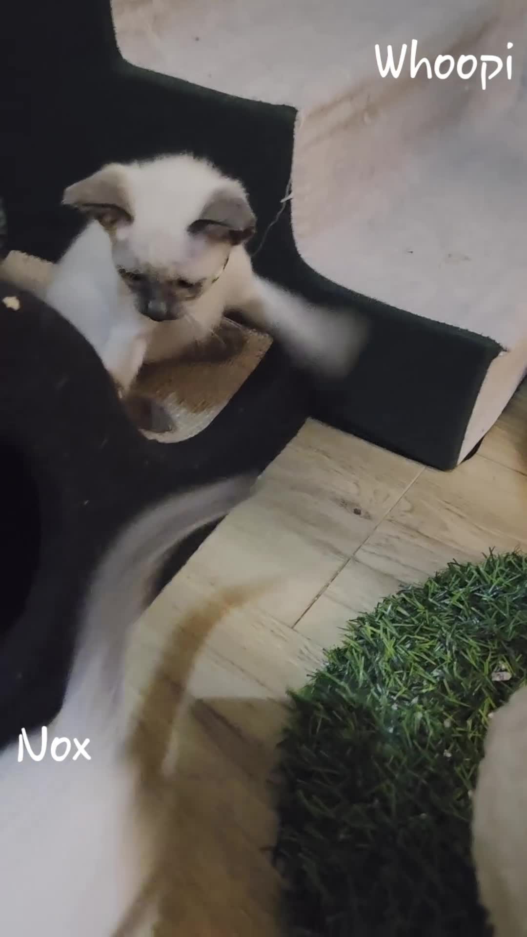 Balinese cats for sale: 8 supersoft purebred GCCF reg Balinese variants - Video 1