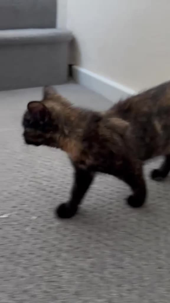 Mixed Breed cats for sale: Tortoise Female Kitten  - Video 1