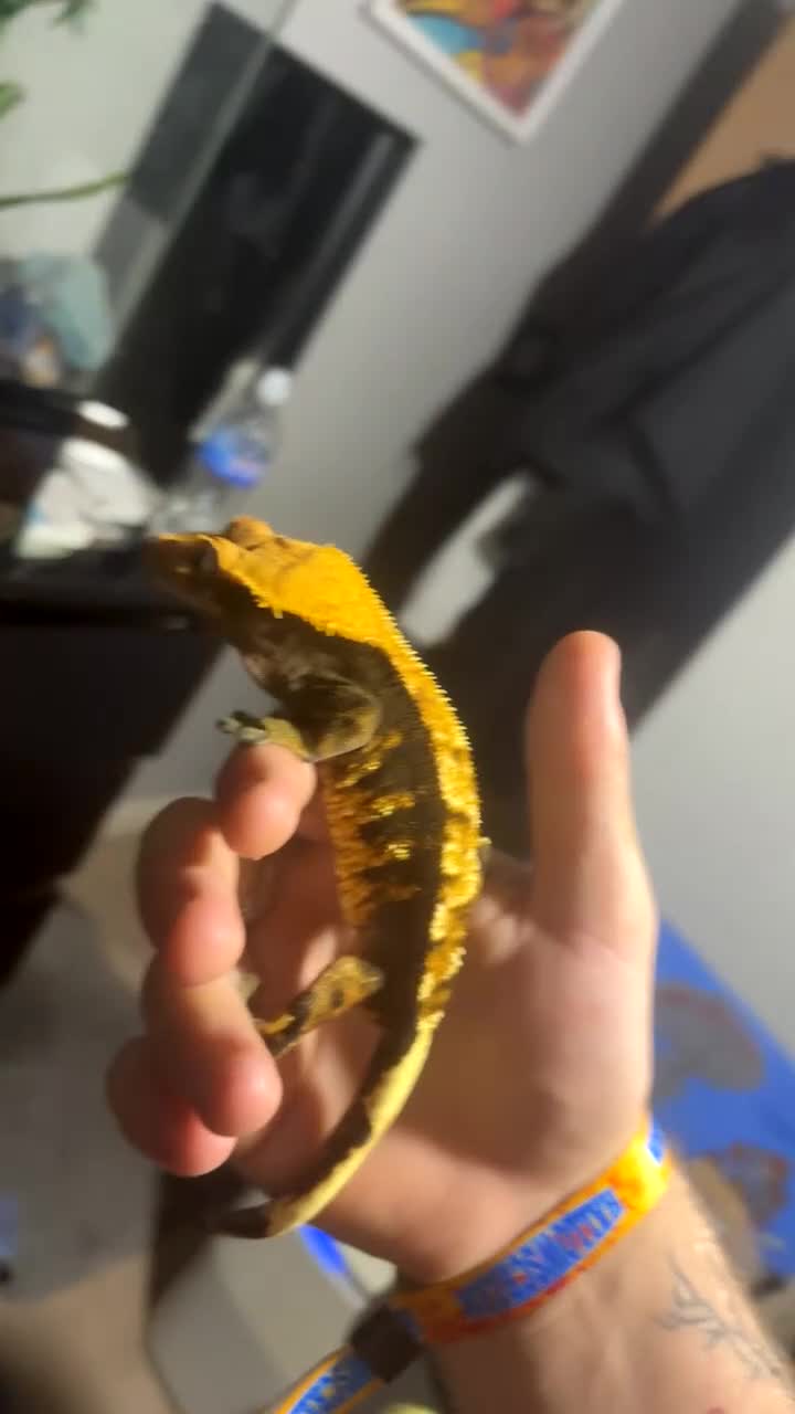 Gecko reptiles for sale: Crested gecko pet with full bioactive vivarium  in York - Video 3