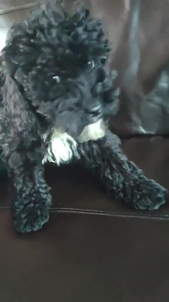 Mixed Breed cats for sale: For sale miniature poodle last boy and last girl  - Video 2