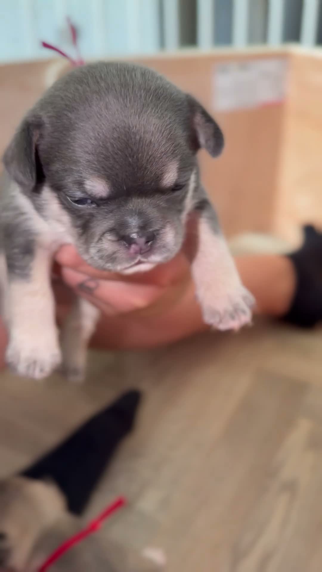 French Bulldog dogs for sale: 5 beautiful French bulldog puppies in Tamworth - Video 1