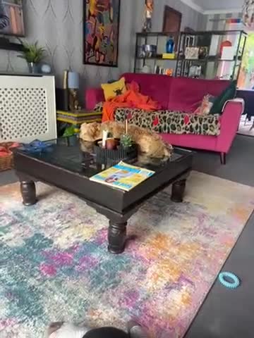 Mixed Breed dogs for sale: 7 month old Shorkie male - Video 1