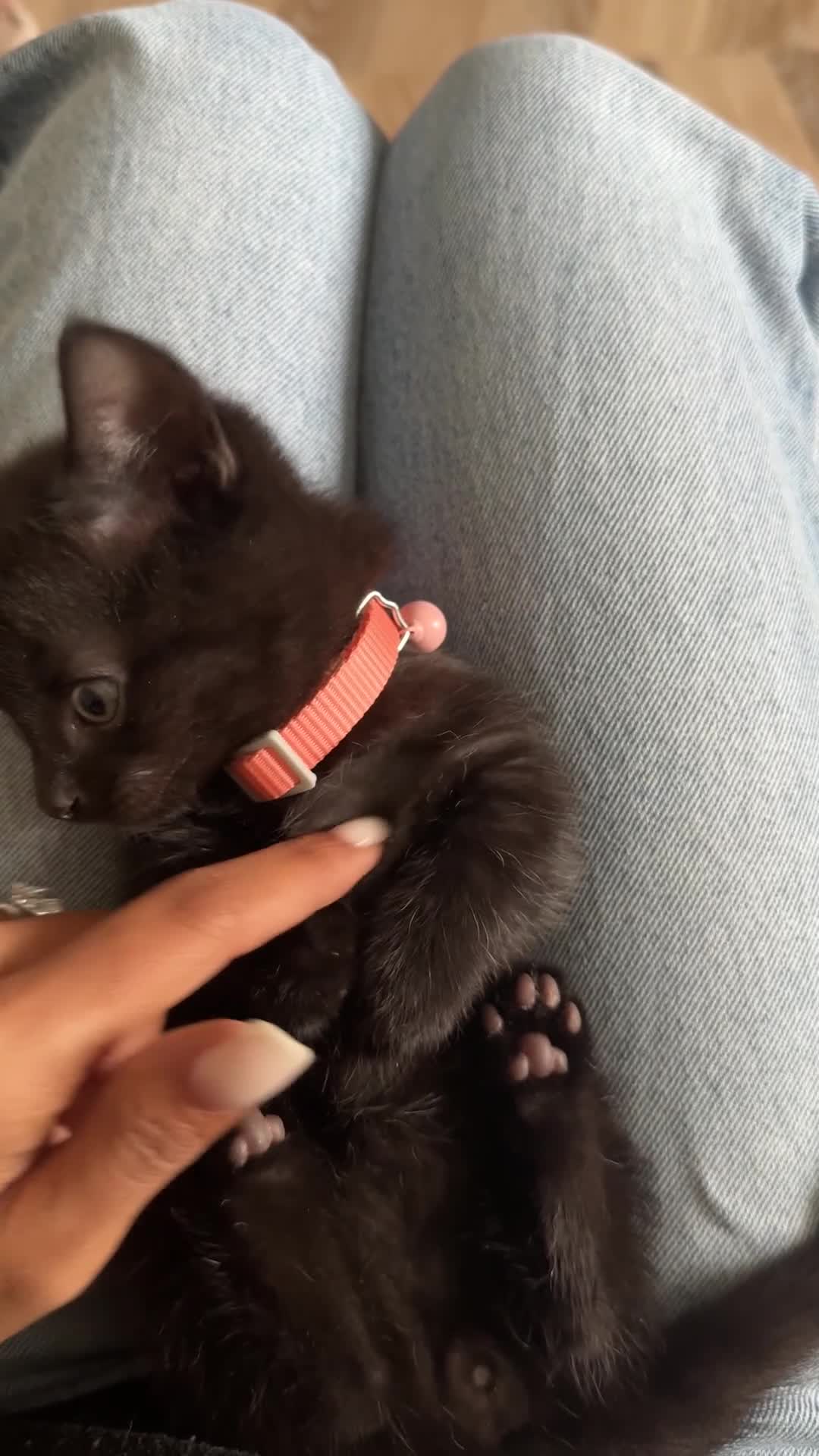 Munchkin cats for sale: stunning standard munchkins - Video 5