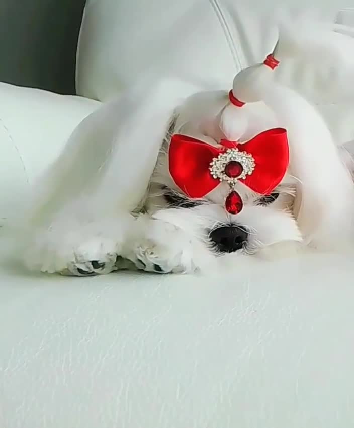 Maltese dogs for sale: 🩵KC reg  Korean doll face Maltese 🩵 - Video 1