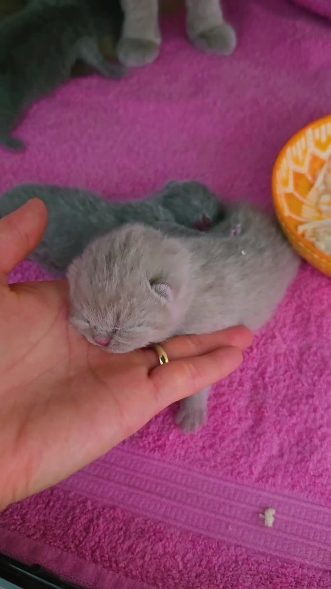 British Shorthair cats for sale: British Shorthair Kittens | Champion Lines - Video 1