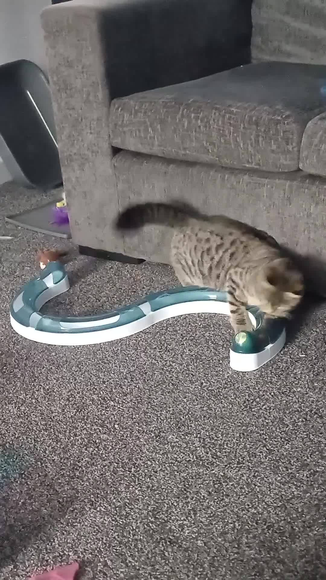 Mixed Breed cats for sale: Sweet female kitten  in Wolverhampton - Video 1