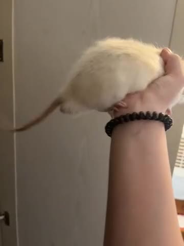 Rat rodents for sale: Dumbo Rex coat Rat  in Birmingham - Video 1