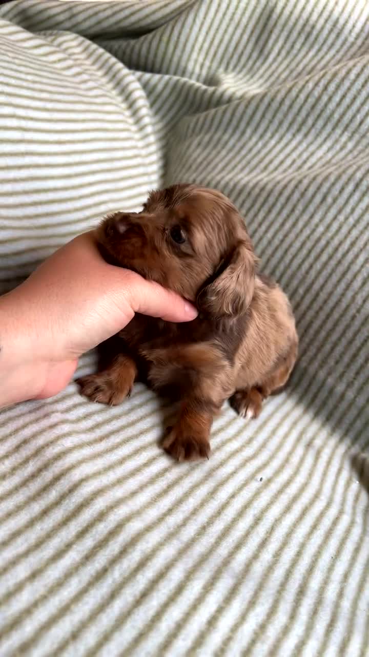 Miniature Dachshund dogs for sale: Miniature long haired dachshund  in Leeds - Video 1