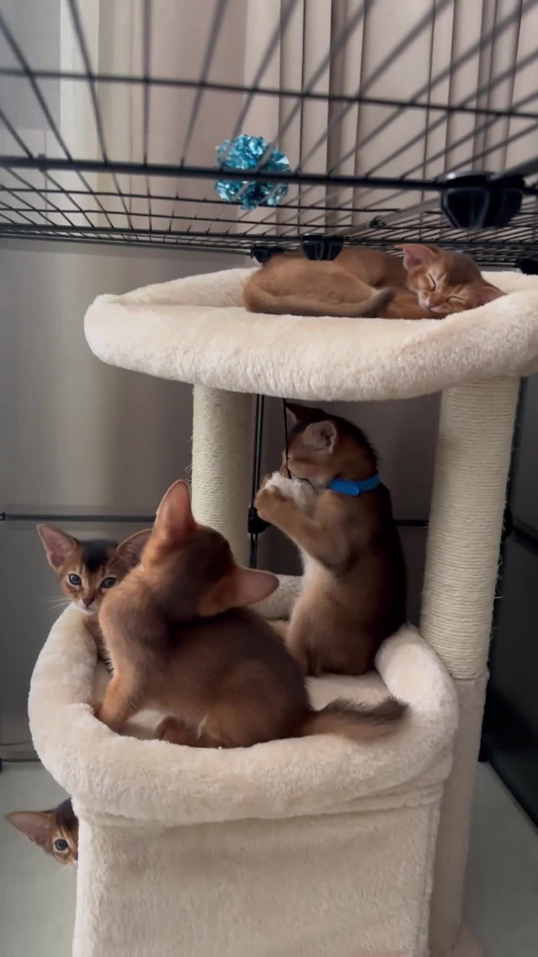 Abyssinian cats for sale: Last 3 kittens left ♥️💙 - Video 1