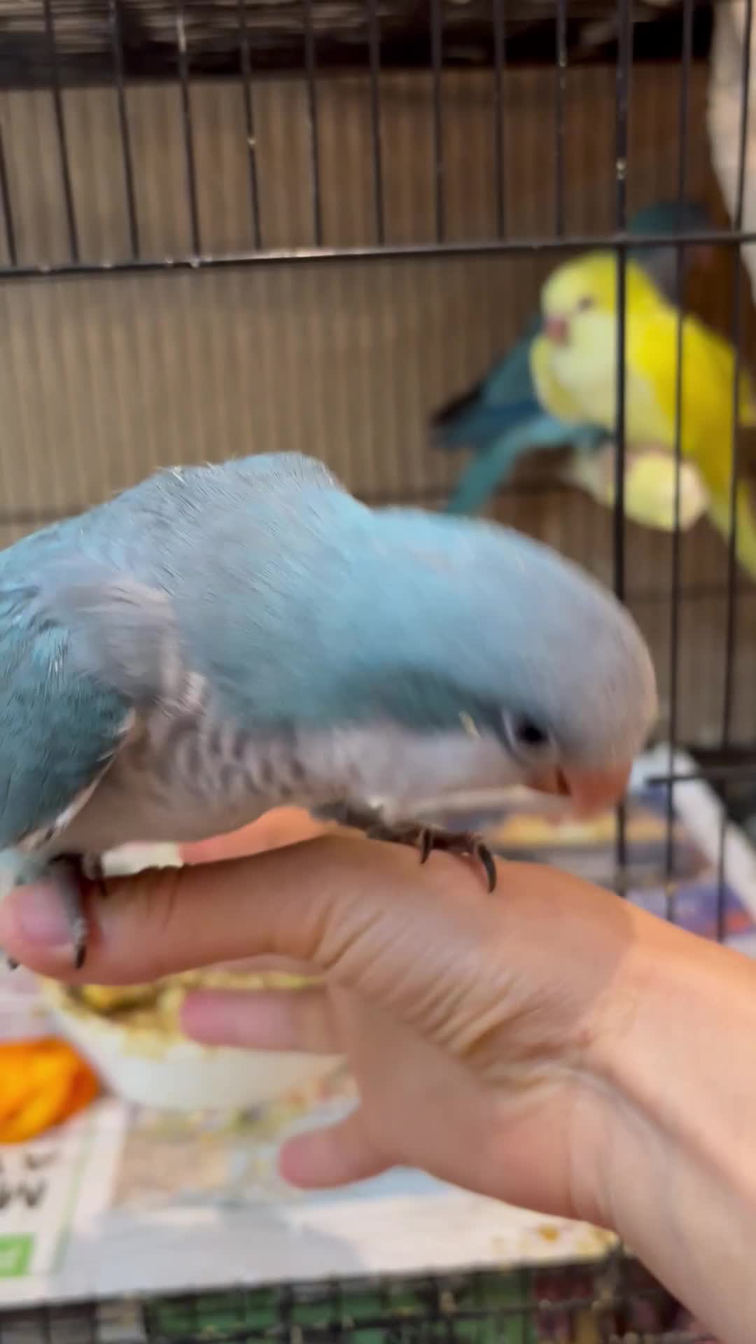 Parrots birds for sale: Hand reared baby quaker - Video 2