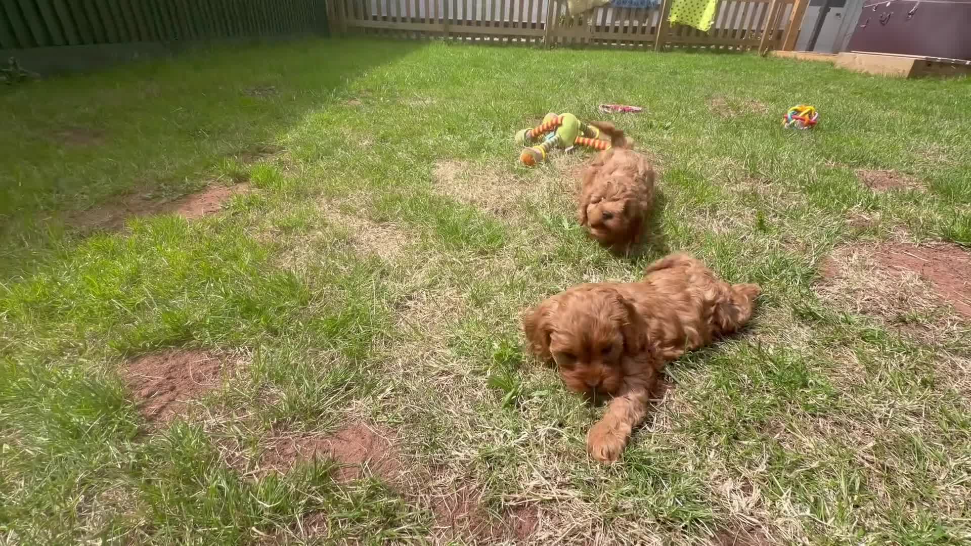 Cavapoo dogs for sale: Extensively health tested Toy F1 Cavapoo puppies - Video 1