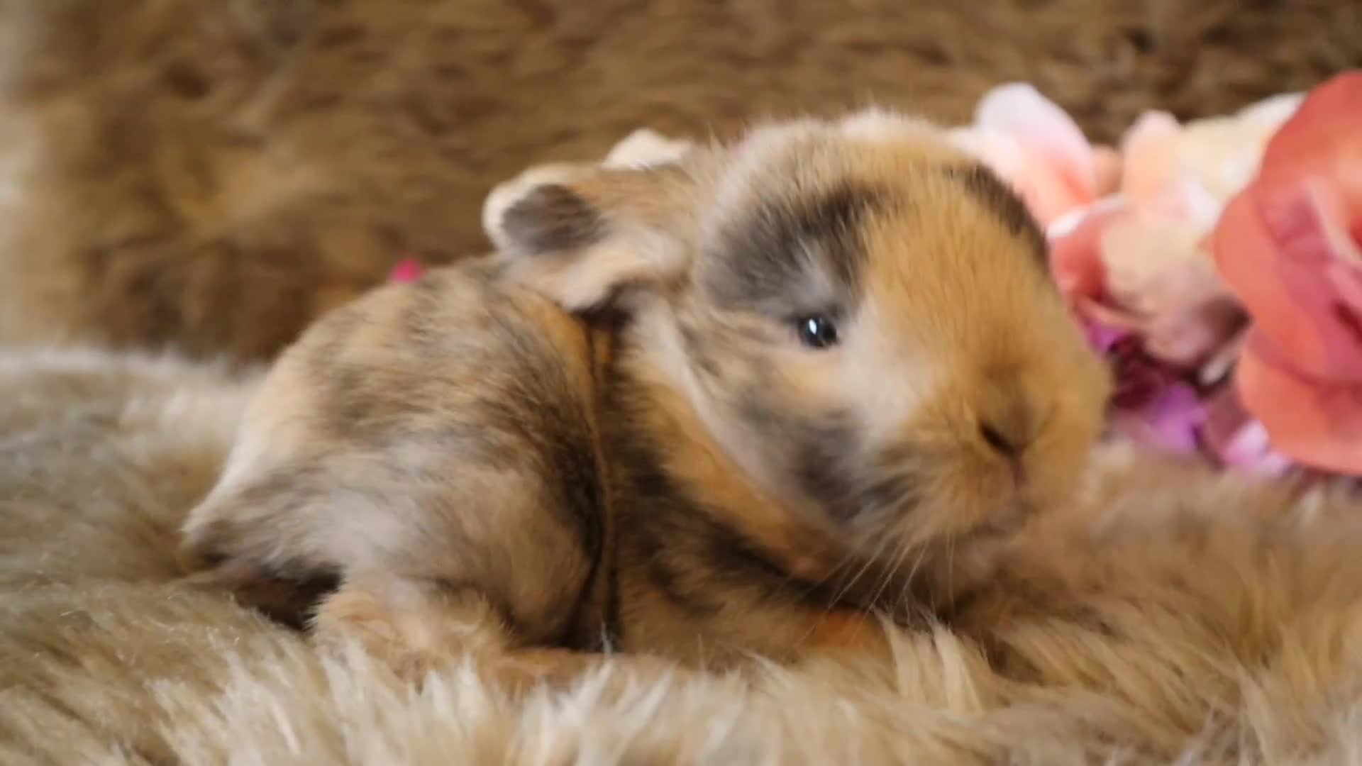 Mini Lop rabbits for sale: 🐇🌿Mini Lops kits🌿🐇 - Video 2