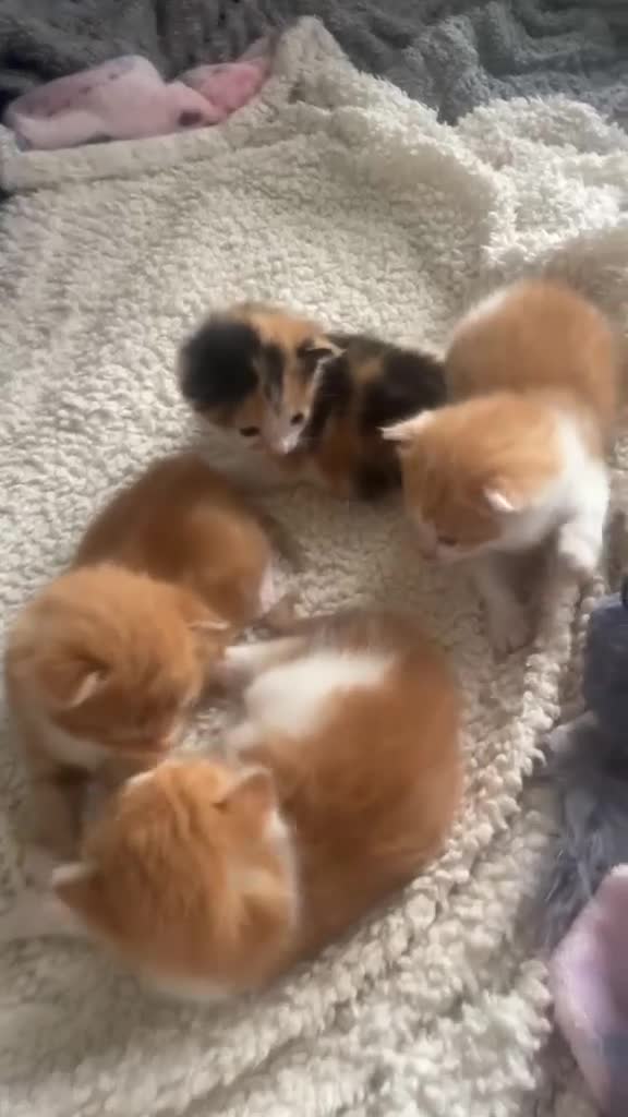 Mixed Breed cats for sale: Adorable kittens for sale  - Video 1