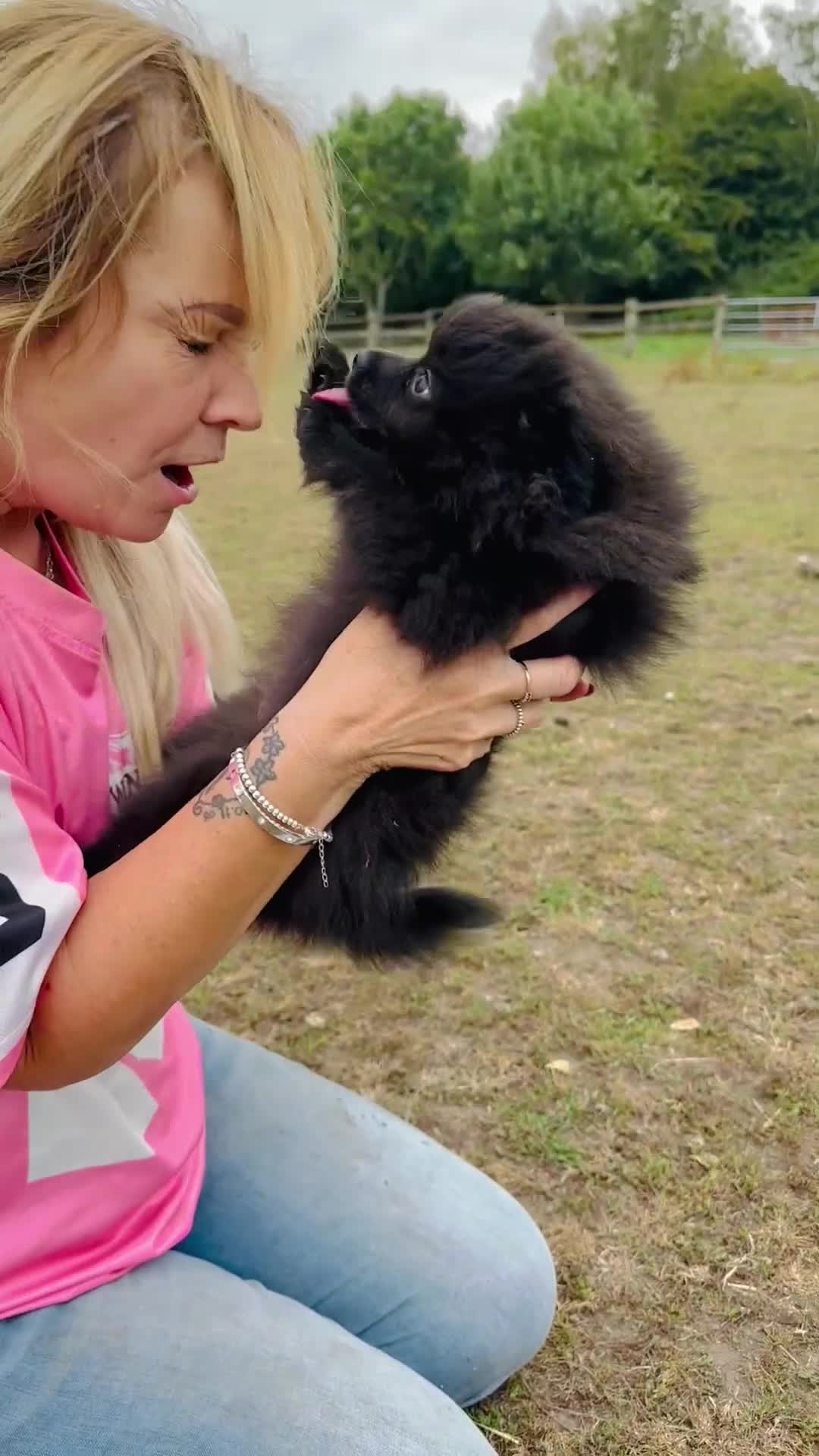 Pomeranian dogs for sale: Perfect poms - Video 5
