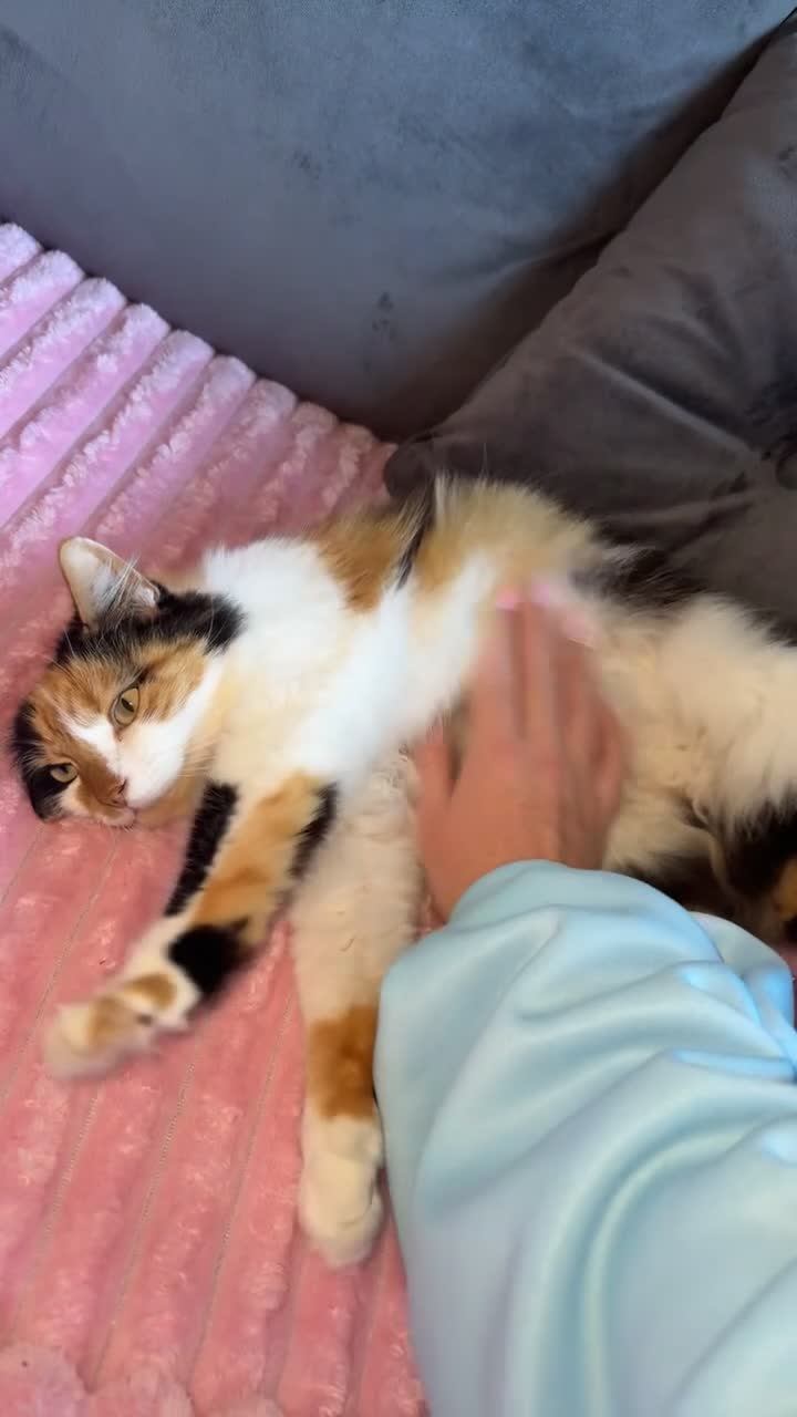 Mixed Breed cats for sale: Domestic long haired female cat  - Video 5