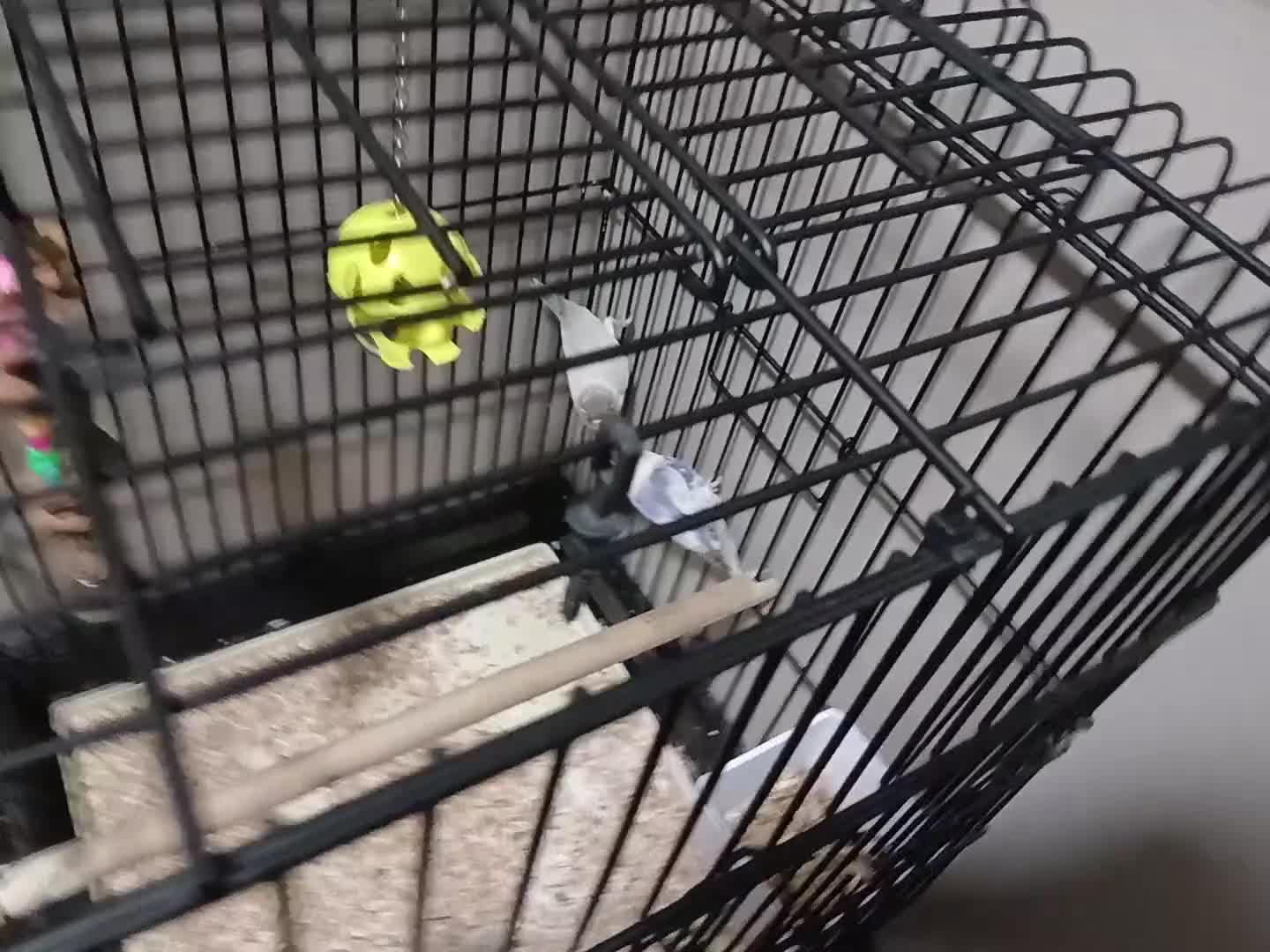 Lovebirds birds for sale: Lovebirds - Video 1