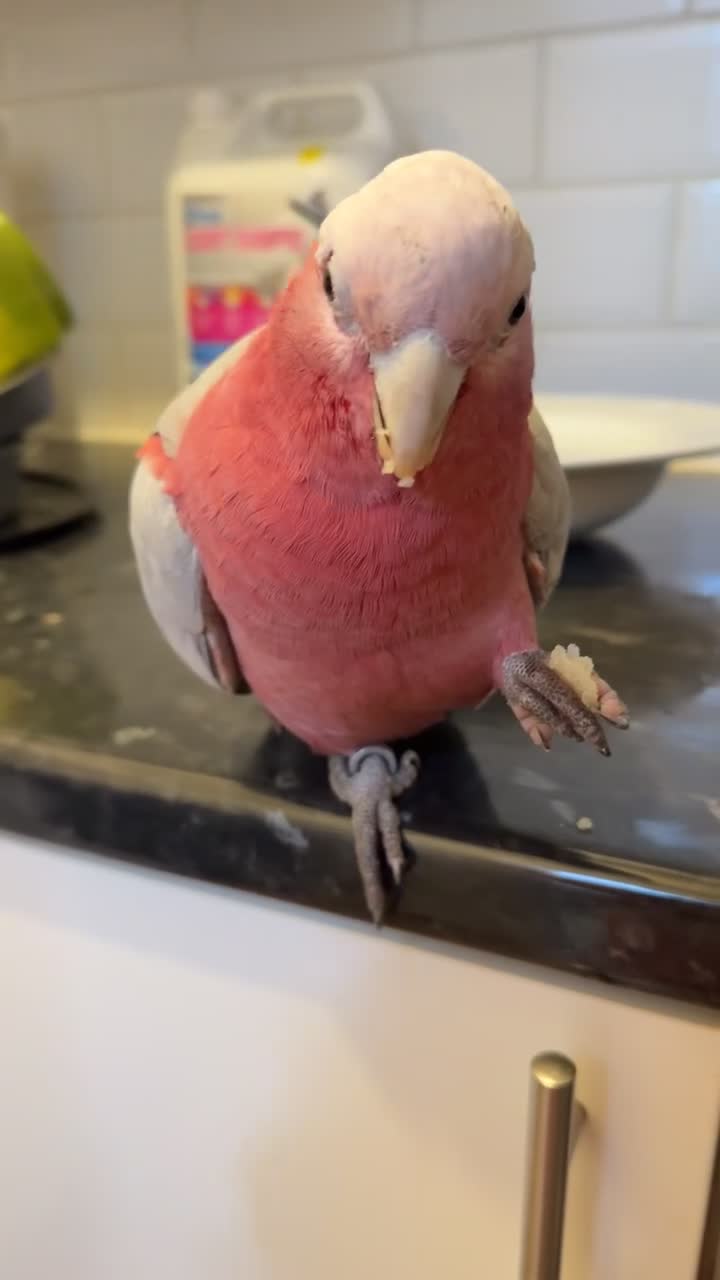 Cockatoo birds for sale: Ghala Cockatoo, and cage - Video 4