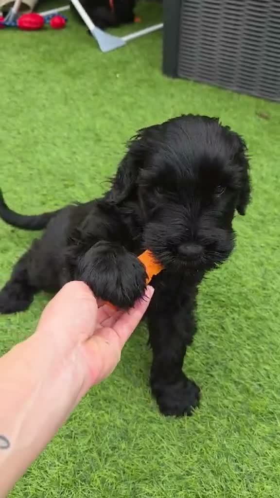 Russian Black Terrier dogs for sale: 🐾Russian Black Terrier Puppies | Ready Now🐾 - Video 1