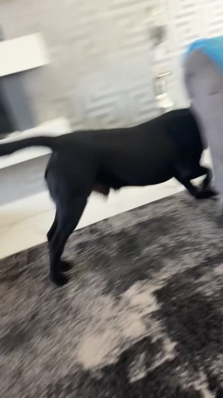 Labrador Retriever dogs for stud: Stud  - Video 1